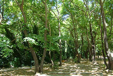 Alli Meria Pelion